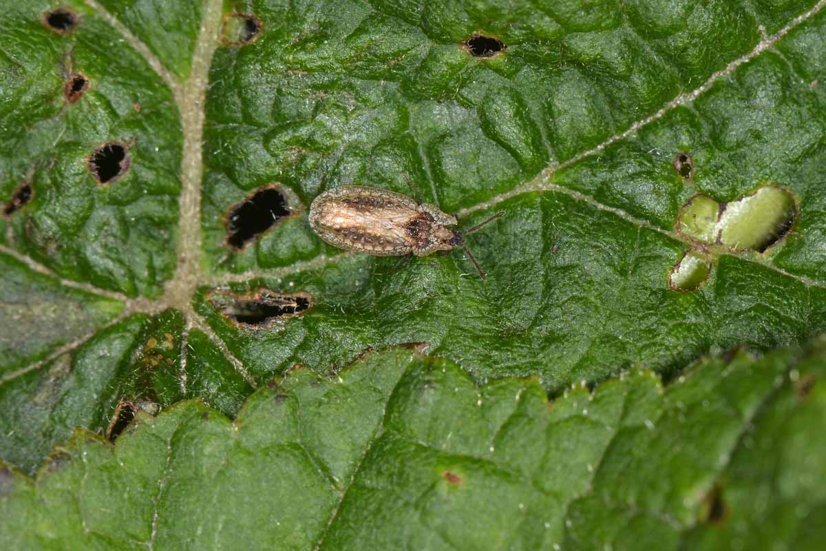 Tingidae: Derephysia sinuatocollis del Piemonte